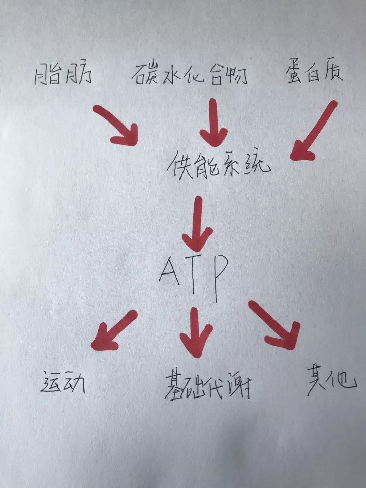 運(yùn)動(dòng)30分鐘后才開(kāi)始消耗脂肪……是真是假？